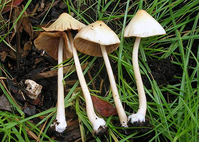 Conocybe hornana     Singer & Hausknecht